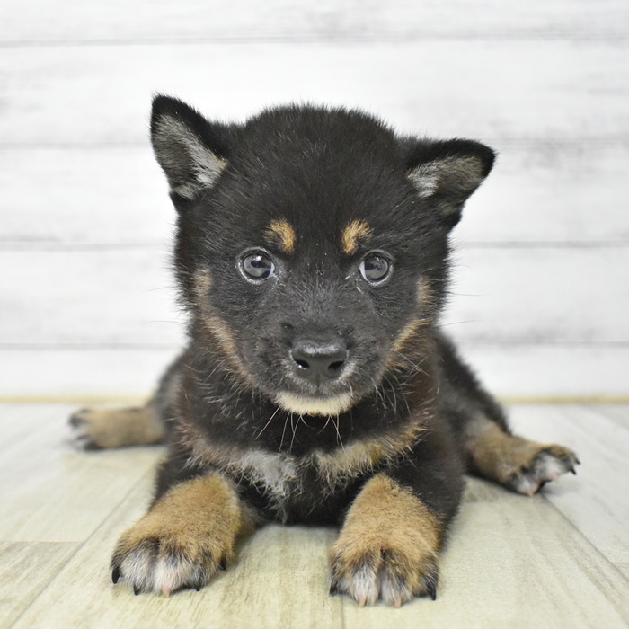 静岡県の柴犬(標準サイズ) (犬の家＆猫の里藤枝店/2025年7月15日生まれ/男の子/黒)の子犬の2枚目の画像