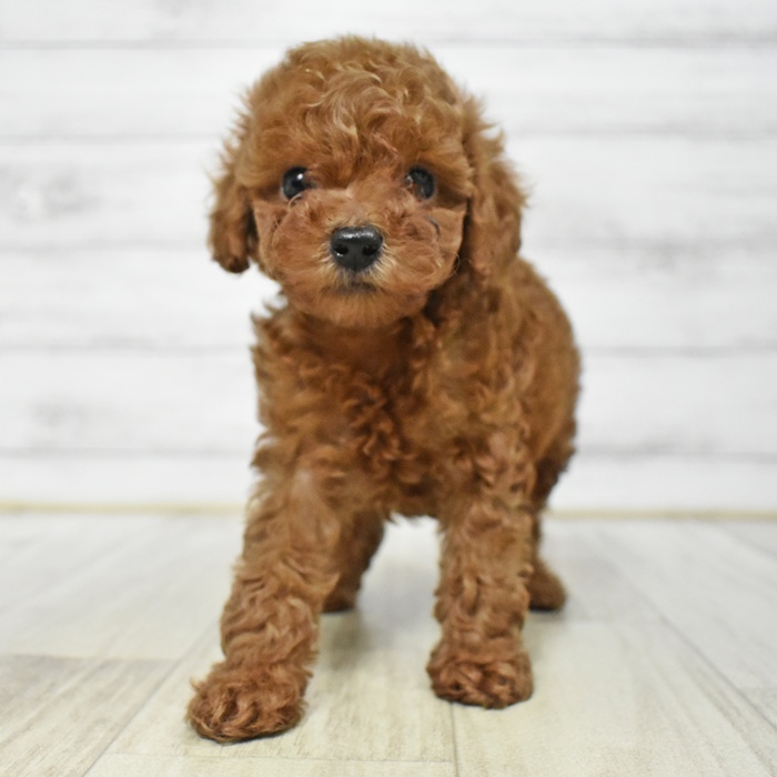 神奈川県のタイニープードル (犬の家＆猫の里モザイクモール港北店/2025年7月10日生まれ/女の子/レッド)の子犬の4枚目の画像