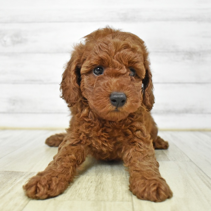 愛知県のトイプードル(トイ) (犬の家＆猫の里エアポートウォーク店/2025年7月10日生まれ/男の子/レッド)の子犬