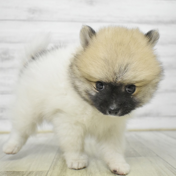 三重県のポメラニアン (犬の家＆猫の里三重桑名店/2025年7月13日生まれ/男の子/パーティーカラー)の子犬