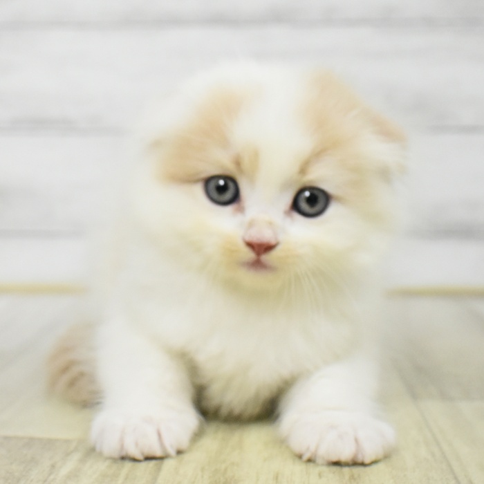 千葉県のスコティッシュフォールド (犬の家＆猫の里BIGHOPガーデンモール印西店/2025年7月15日生まれ/男の子/クリームホワイト)の子猫の3枚目の画像