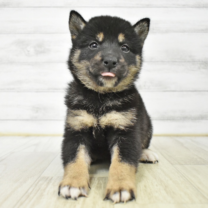 静岡県の柴犬(標準サイズ) (犬の家＆猫の里プレ葉ウォーク浜北店/2025年7月15日生まれ/女の子/黒)の子犬の4枚目の画像