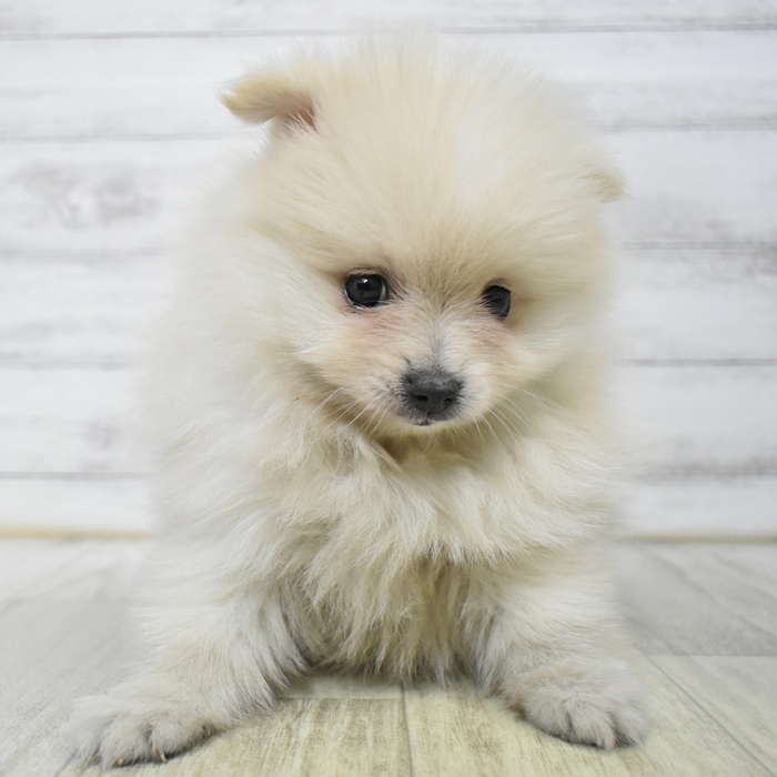 愛知県のポメラニアン (犬の家＆猫の里豊田店/2025年7月12日生まれ/女の子/クリーム)の子犬