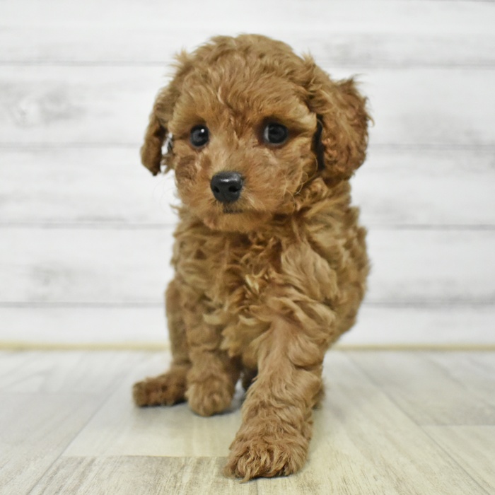 神奈川県のトイプードル(トイ) (犬の家＆猫の里モザイクモール港北店/2025年7月10日生まれ/男の子/レッド)の子犬