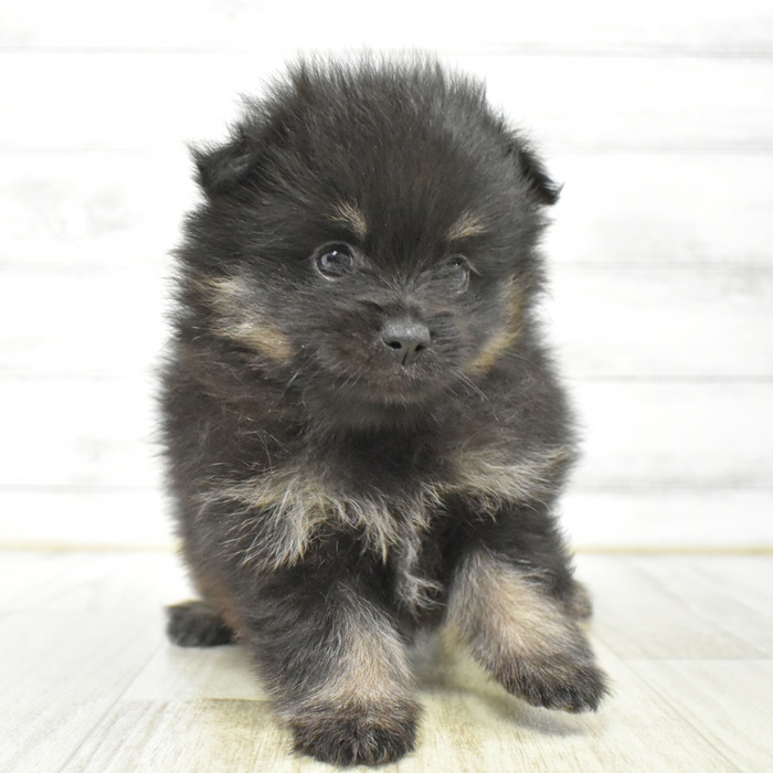 静岡県のポメラニアン (犬の家＆猫の里マークイズ静岡店/2025年7月15日生まれ/男の子/ブラックタン)の子犬