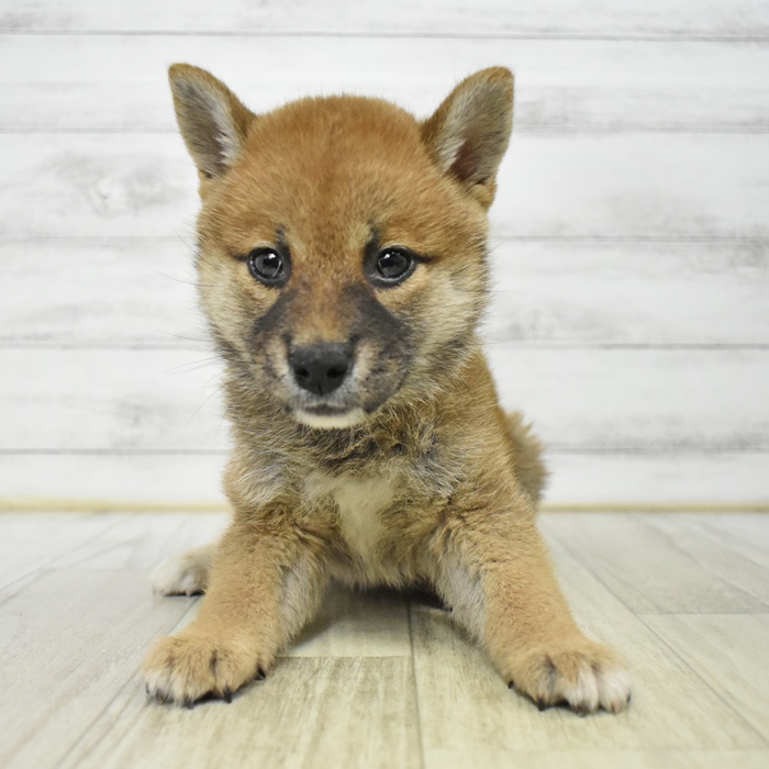 静岡県の柴犬(標準サイズ) (犬の家＆猫の里MEGAドン・キホーテ袋井店/2025年7月10日生まれ/女の子/赤)の子犬の3枚目の画像