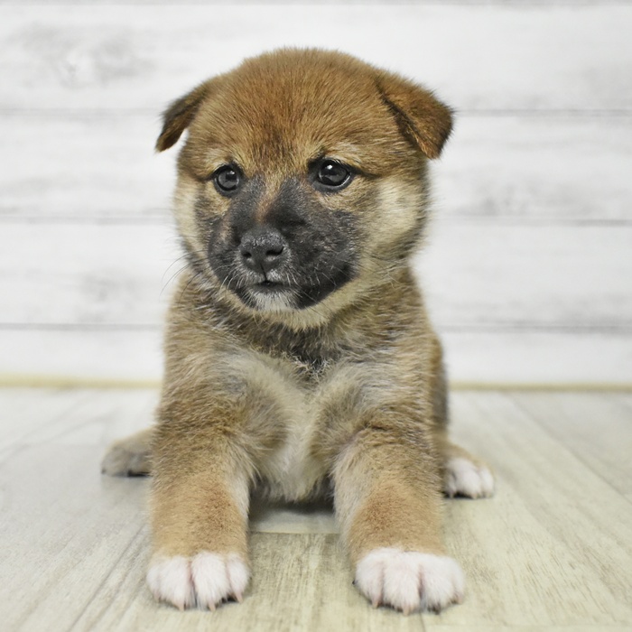 静岡県の豆柴 (犬の家＆猫の里富士店/2025年7月15日生まれ/女の子/赤)の子犬の2枚目の画像