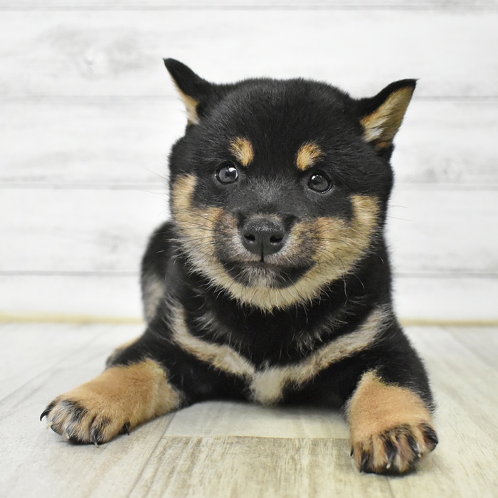 神奈川県の豆柴 (犬の家＆猫の里モザイクモール港北店/2025年7月13日生まれ/男の子/黒)の子犬の3枚目の画像
