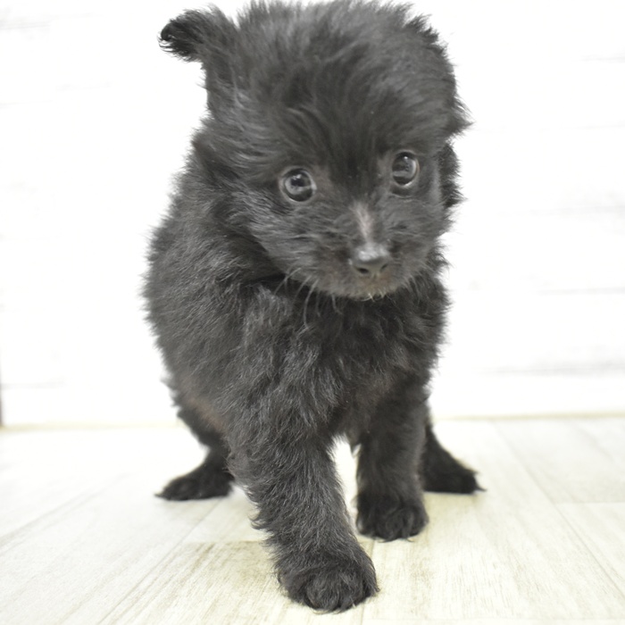 愛知県のポメプー(ポメラニアン×プードル) (犬の家＆猫の里エアポートウォーク店/2025年7月15日生まれ/男の子/ブラック)の子犬の4枚目の画像