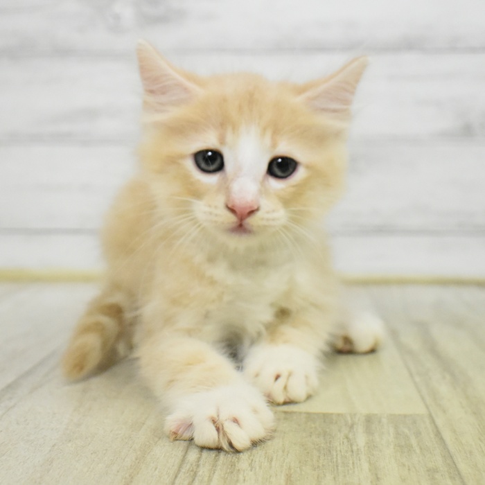 静岡県のノルウェージャンフォレストキャット (犬の家＆猫の里藤枝店/2025年7月14日生まれ/男の子/クリームタビーホワイト)の子猫の2枚目の画像