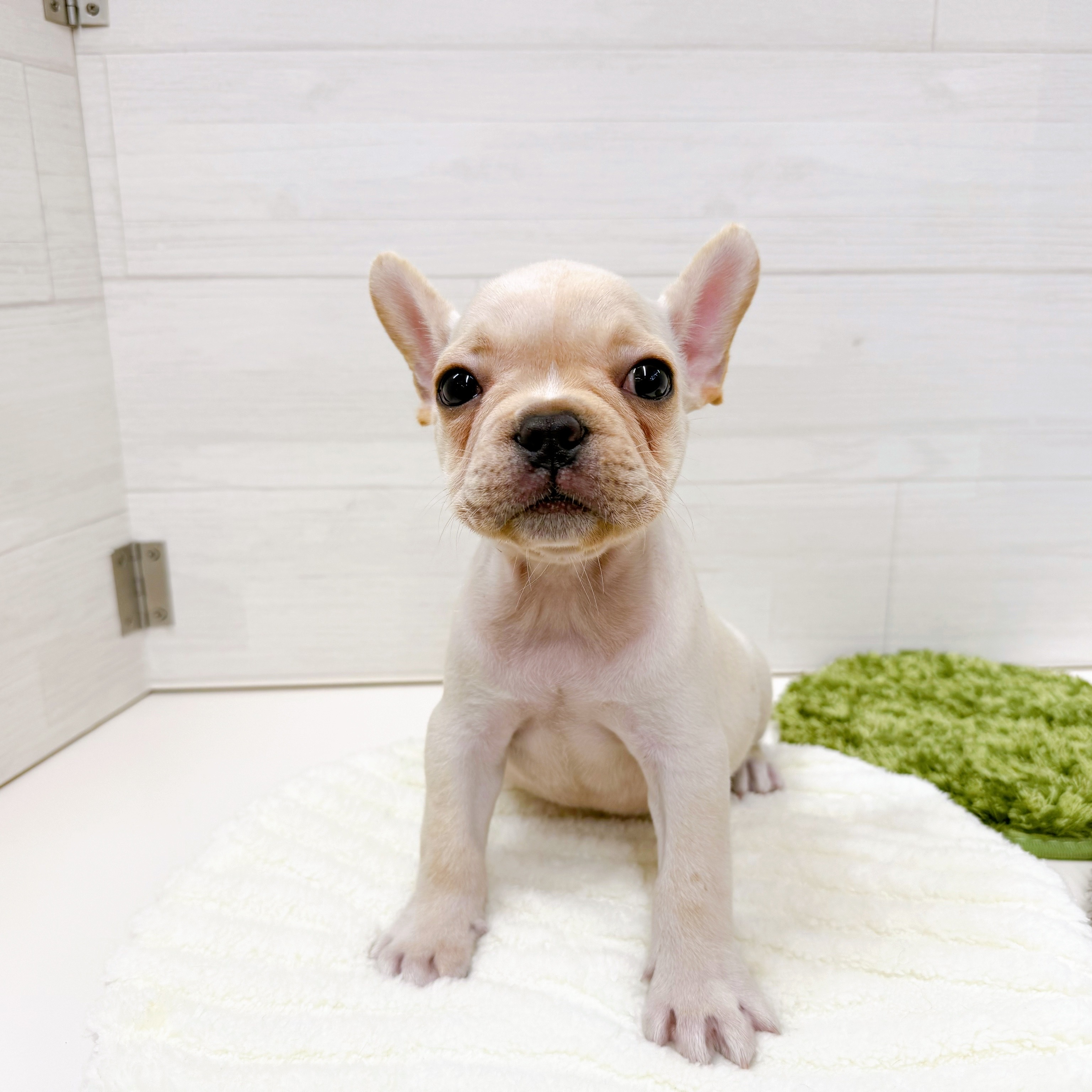 石川県のフレンチブルドッグ (犬の家＆猫の里アミーゴ金沢おこばた店/2025年7月13日生まれ/男の子/クリーム)の子犬
