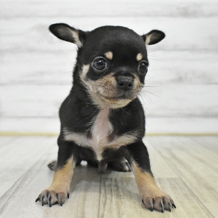 千葉県のチワワ(スムース) (犬の家＆猫の里BIGHOPガーデンモール印西店/2025年7月13日生まれ/男の子/ブラックタンホワイト)の子犬