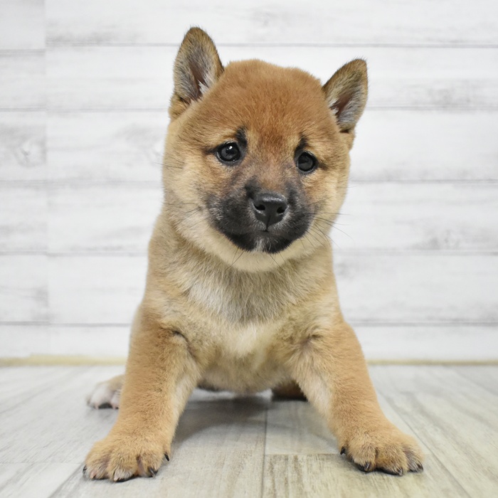 愛知県の柴犬(標準サイズ) (犬の家＆猫の里エアポートウォーク店/2025年7月15日生まれ/女の子/赤)の子犬の4枚目の画像