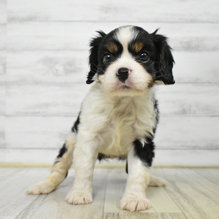 千葉県のキャバリアキングチャールズスパニエル (犬の家＆猫の里BIGHOPガーデンモール印西店/2025年7月15日生まれ/女の子/トライカラー)の子犬の3枚目の画像