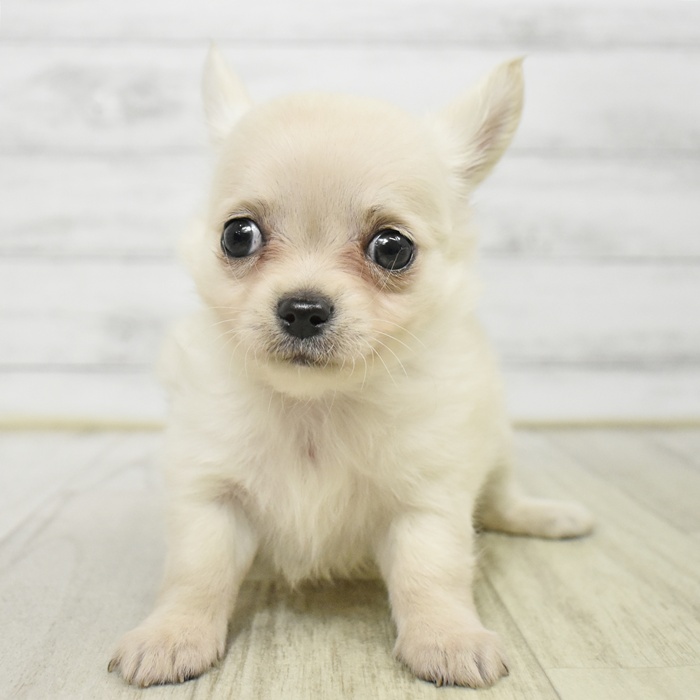 静岡県のチワワ(ロング) (犬の家＆猫の里プレ葉ウォーク浜北店/2025年7月15日生まれ/男の子/クリーム)の子犬