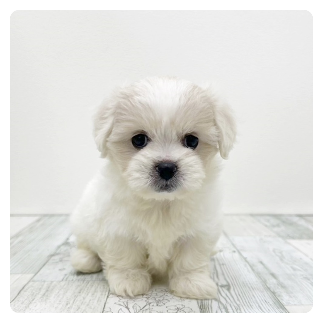 福岡県のハーフ犬・ミックス犬 (犬の家＆猫の里シュロアモール筑紫野店/2025年7月14日生まれ/女の子/ホワイト)の子犬