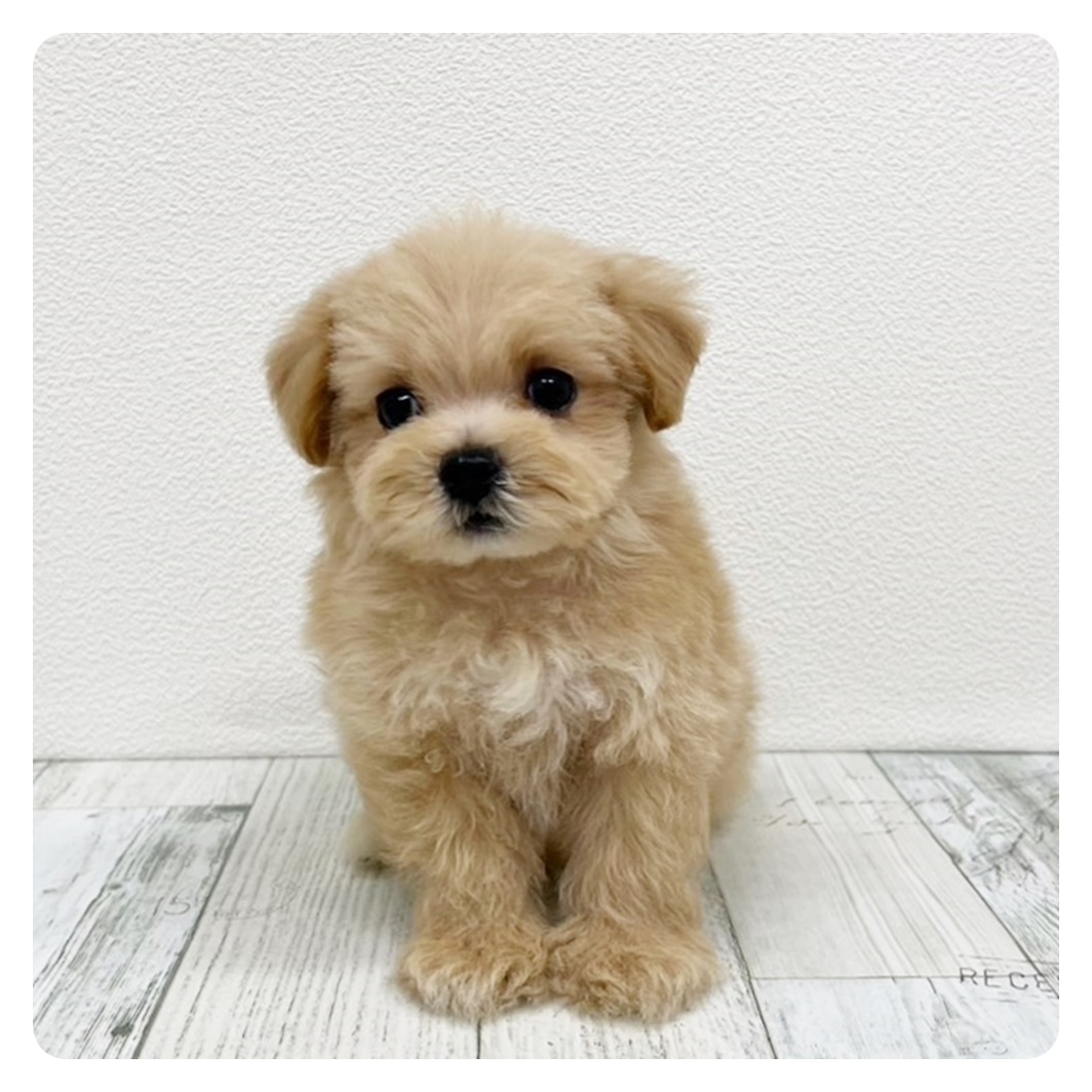 福岡県のペキプー(ペキニーズ×プードル) (犬の家＆猫の里シュロアモール筑紫野店/2025年7月13日生まれ/男の子/アプリコット)の子犬