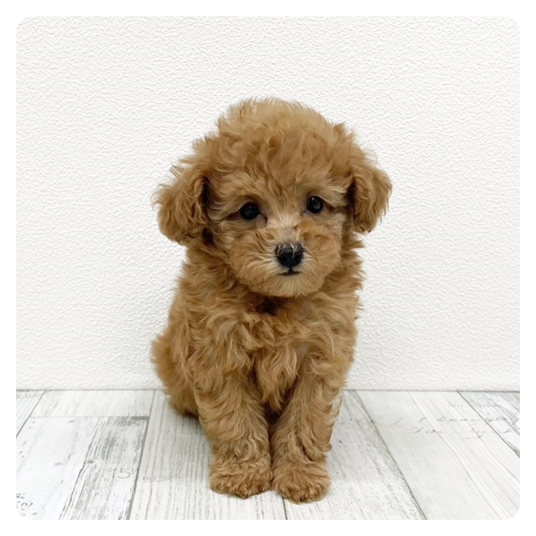 福岡県のタイニープードル (犬の家＆猫の里シュロアモール筑紫野店/2025年7月15日生まれ/男の子/レッド)の子犬
