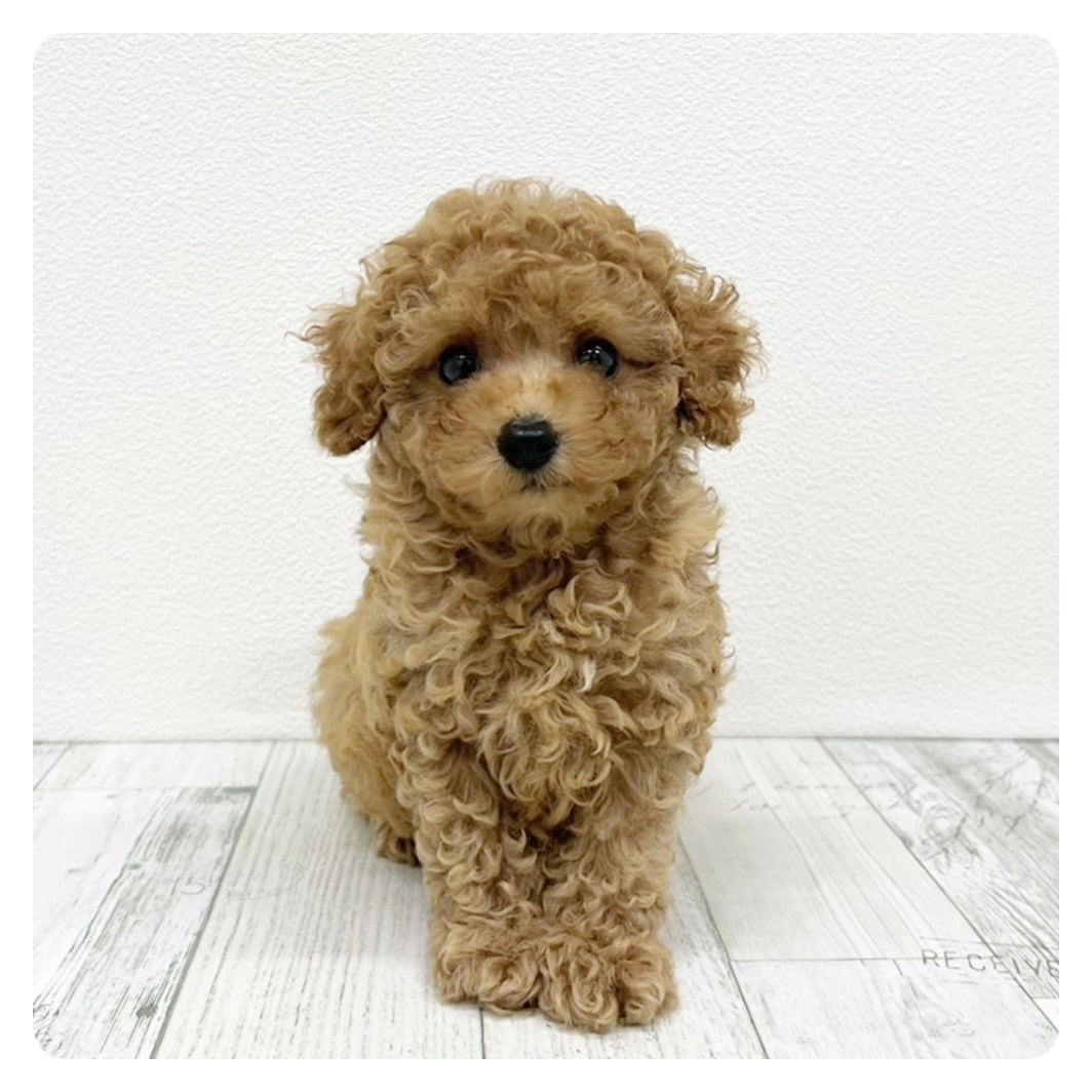 福岡県のタイニープードル (犬の家＆猫の里トリアス久山店/2025年7月9日生まれ/男の子/レッド)の子犬