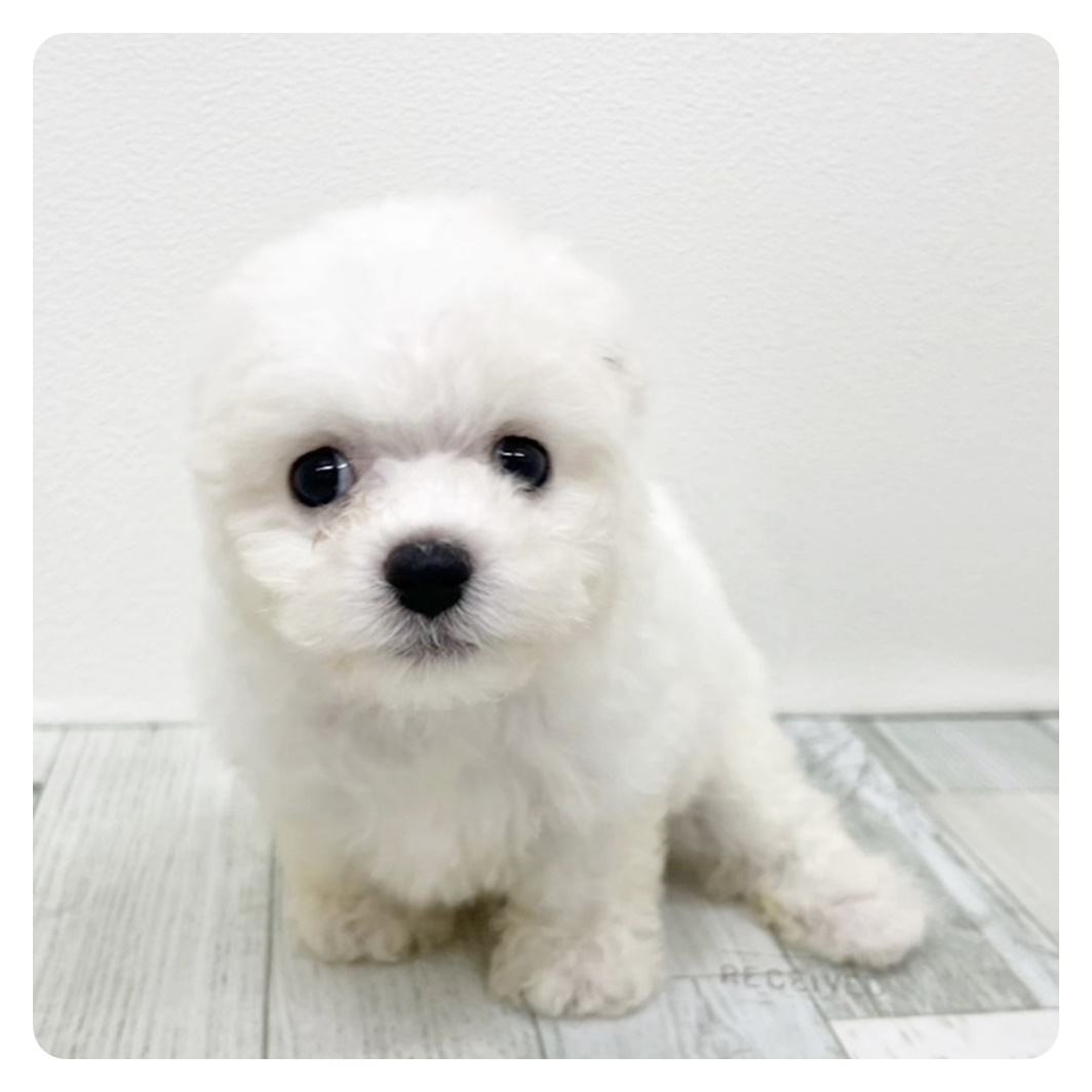 福岡県のビションフリーゼ (犬の家＆猫の里トリアス久山店/2025年7月8日生まれ/男の子/ホワイト)の子犬