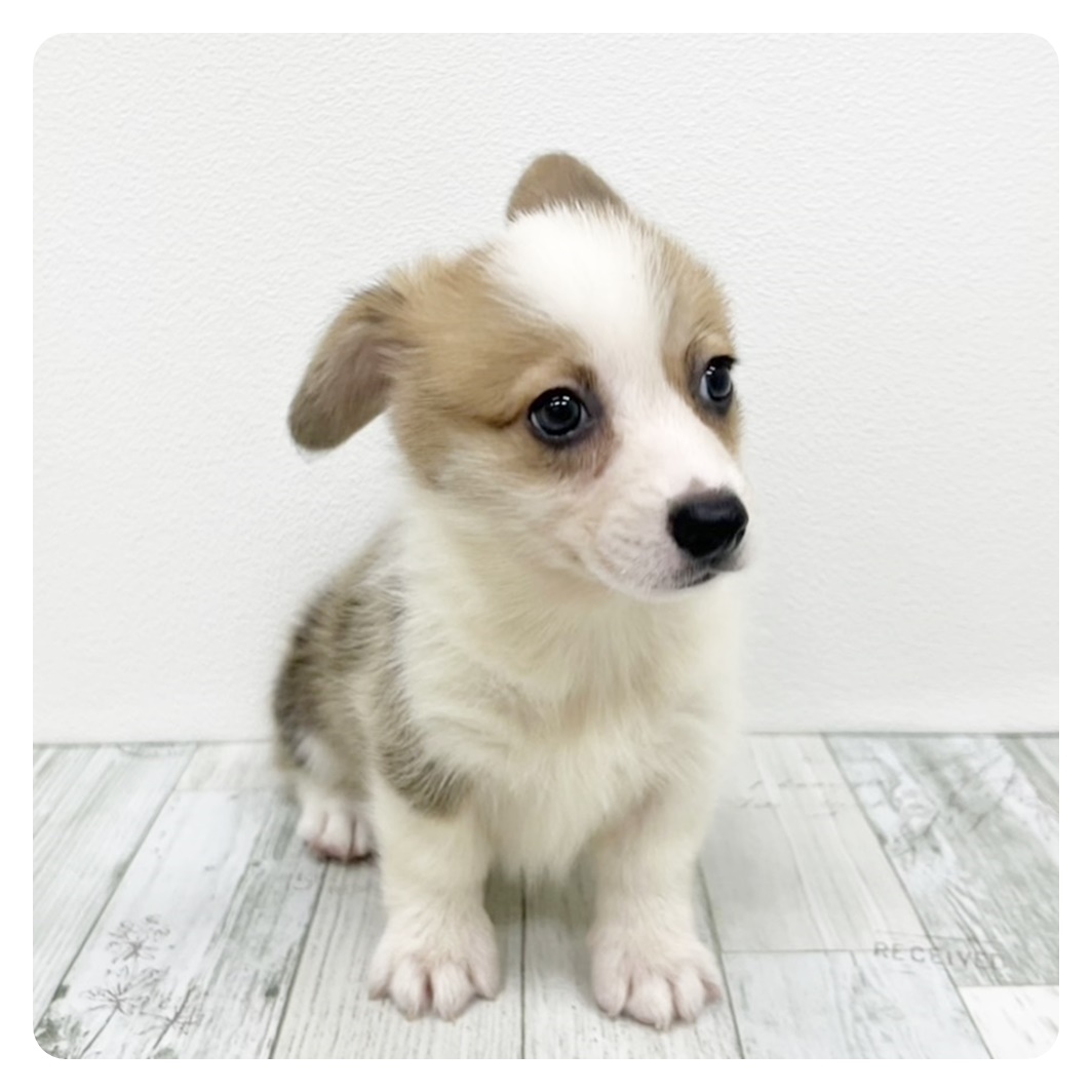 福岡県のウェルシュコーギーペンブローク (犬の家＆猫の里トリアス久山店/2025年7月13日生まれ/女の子/レッドホワイト)の子犬
