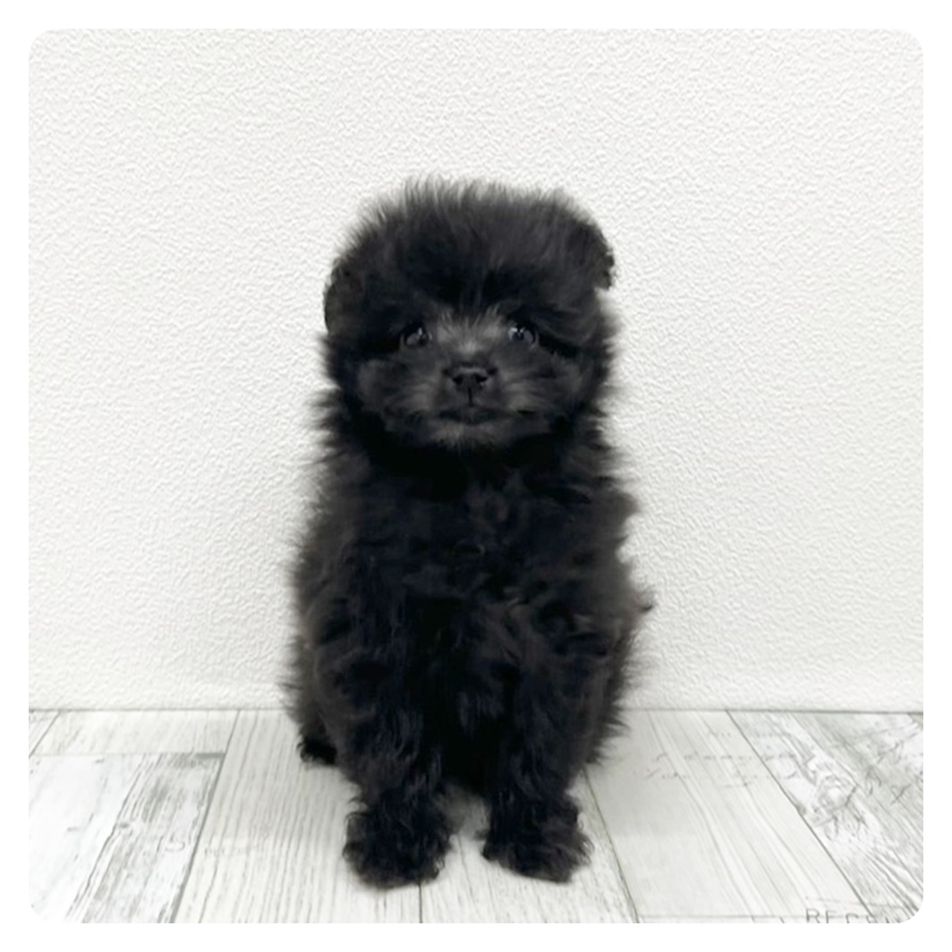 福岡県のポメプー(ポメラニアン×プードル) (犬の家＆猫の里トリアス久山店/2025年7月15日生まれ/女の子/シルバー)の子犬の1枚目の画像