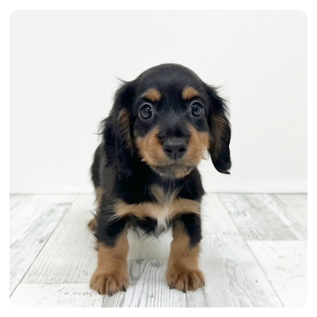 福岡県のミニチュアダックスフンド(ロング) (犬の家＆猫の里トリアス久山店/2025年7月13日生まれ/男の子/ブラックタン)の子犬