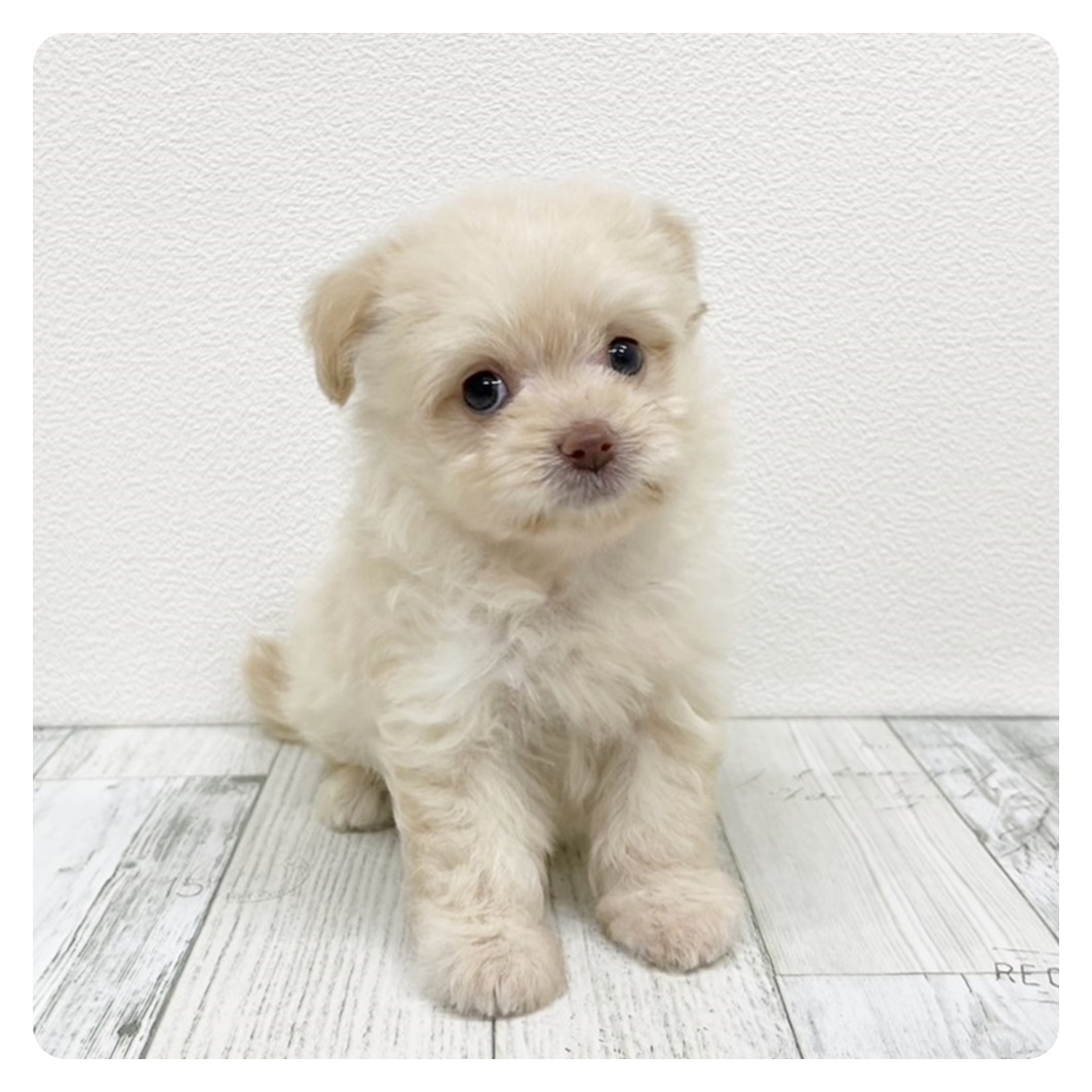 福岡県のポメプー(ポメラニアン×プードル) (犬の家＆猫の里シュロアモール筑紫野店/2025年7月12日生まれ/女の子/クリーム)の子犬