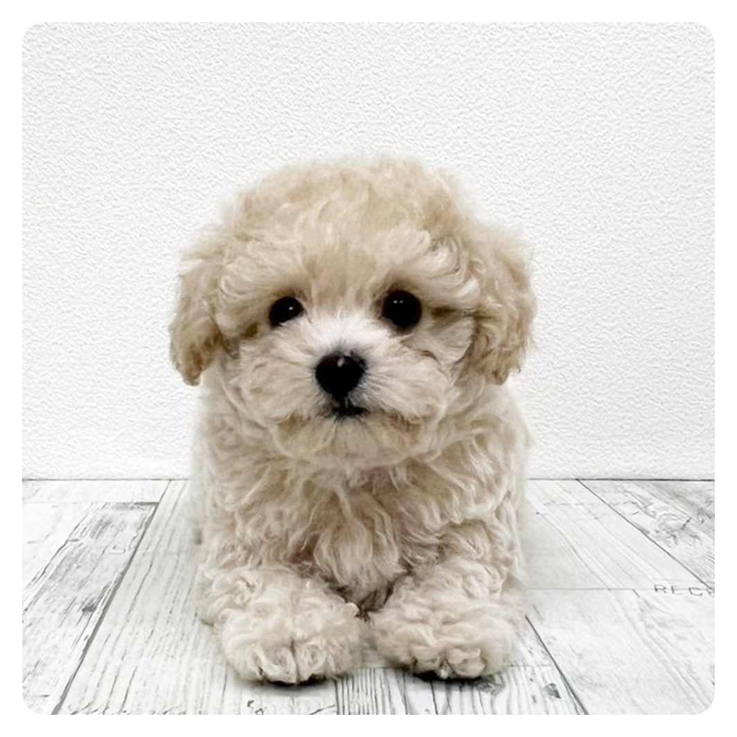 福岡県のビションプー(ビションフリーゼ×プードル) (犬の家＆猫の里トリアス久山店/2025年7月12日生まれ/男の子/クリーム)の子犬
