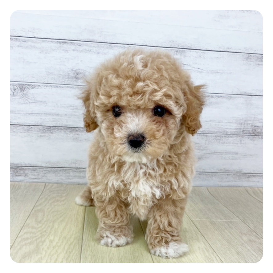 愛知県のビションプー(ビションフリーゼ×プードル) (犬の家＆猫の里豊田店/2025年7月8日生まれ/女の子/アプリコットホワイト)の子犬の3枚目の画像