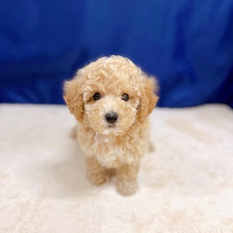 愛知県のビションプー(ビションフリーゼ×プードル) (犬の家＆猫の里一宮店/2025年7月8日生まれ/女の子/アプリコットホワイト)の子犬の1枚目の画像