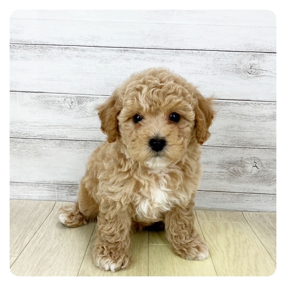 兵庫県のビションプー(ビションフリーゼ×プードル) (犬の家＆猫の里カナート西神戸店/2025年7月8日生まれ/男の子/アプリコットホワイト)の子犬