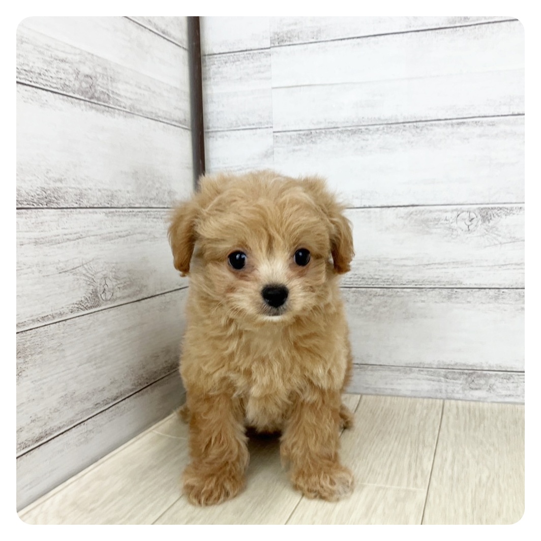 岡山県のチワプー/プーチー(チワワ×プードル) (犬の家&猫の里倉敷店/2025年7月15日生まれ/男の子/アプリコットホワイト)の子犬