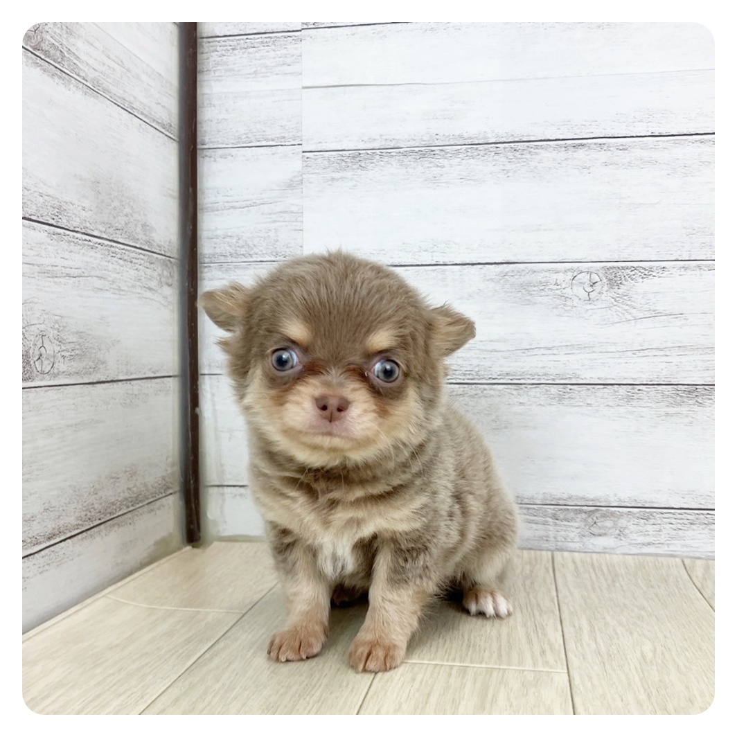 愛知県のチワワ(ロング) (犬の家＆猫の里一宮店/2025年7月16日生まれ/女の子/イザベラクリーム)の子犬