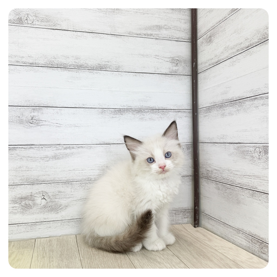 愛知県のラグドール (犬の家＆猫の里MiO香久山店/2025年7月15日生まれ/男の子/シールポイントバイカラー)の子猫の2枚目の画像