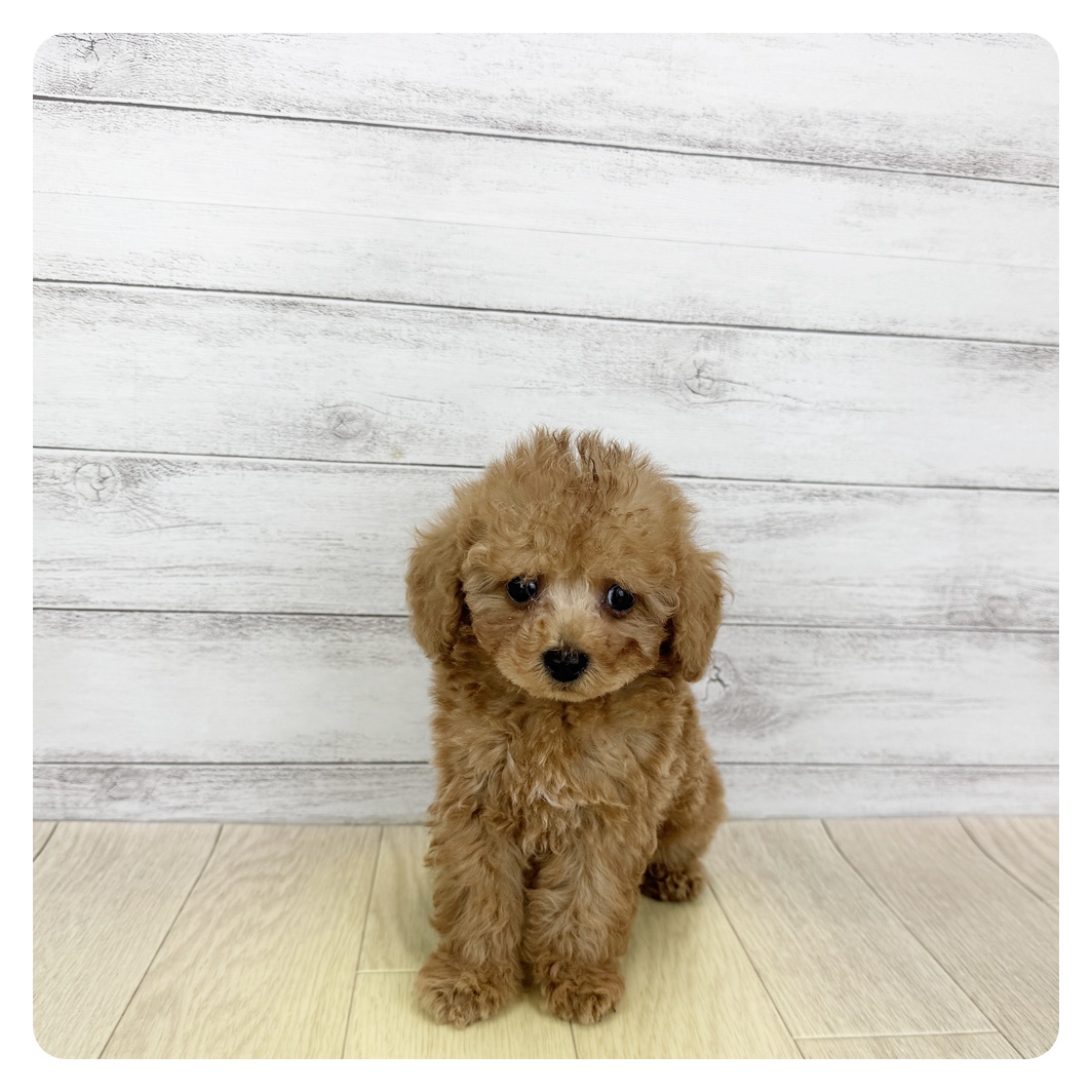 愛知県のティーカッププードル (犬の家＆猫の里MiO香久山店/2025年7月15日生まれ/男の子/レッドフォーン)の子犬の2枚目の画像