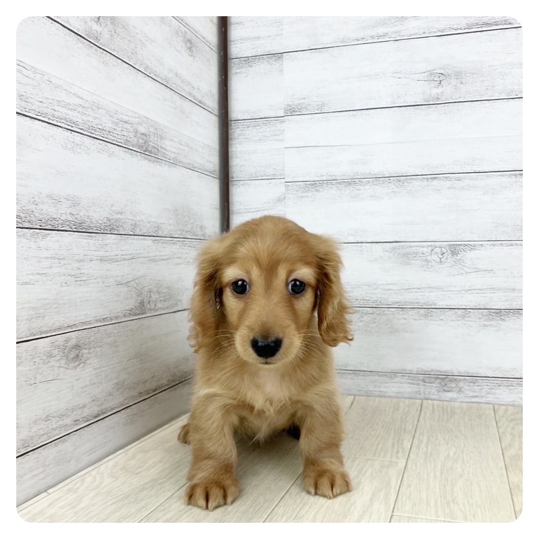 兵庫県のミニチュアダックスフンド(ロング) (犬の家＆猫の里ゆめタウン姫路店/2025年7月15日生まれ/男の子/ゴールド)の子犬