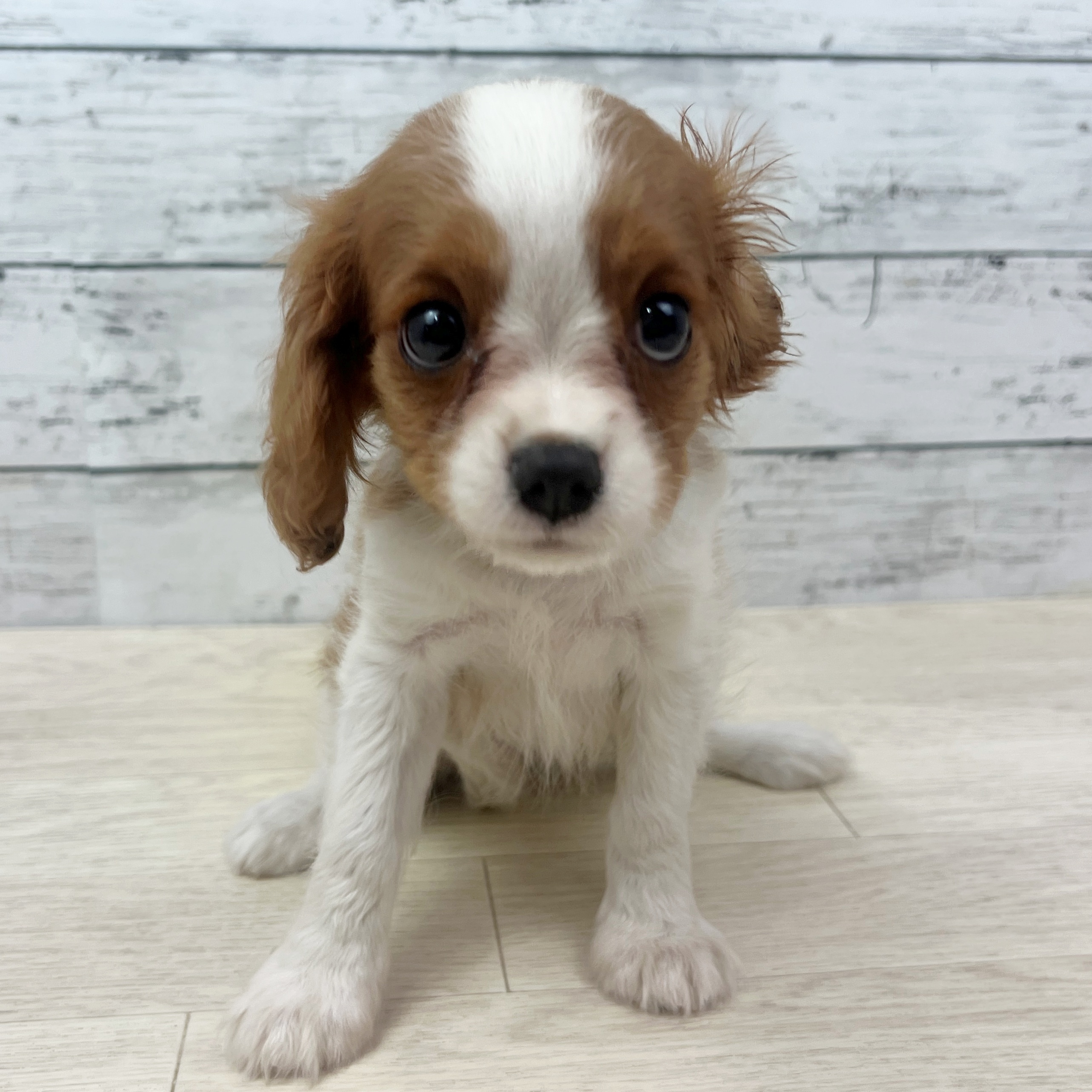 京都府のキャバリアキングチャールズスパニエル (犬の家＆猫の里京都樟葉店/2025年7月14日生まれ/女の子/ブレンハイム)の子犬
