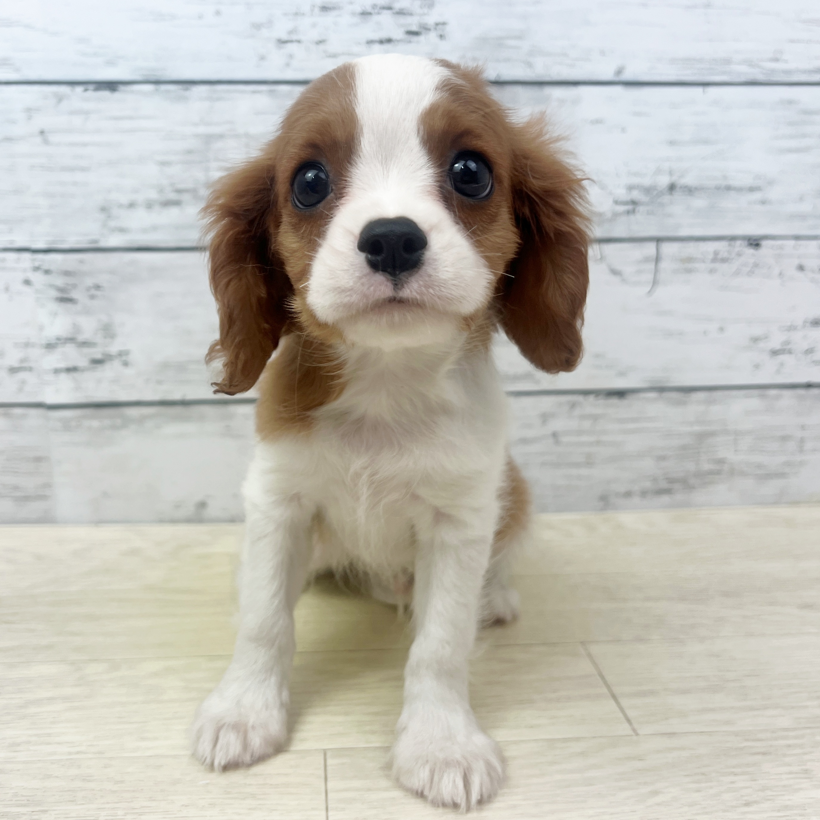 大阪府のキャバリアキングチャールズスパニエル (犬の家＆猫の里そよら東岸和田店/2025年7月14日生まれ/男の子/ブレンハイム)の子犬