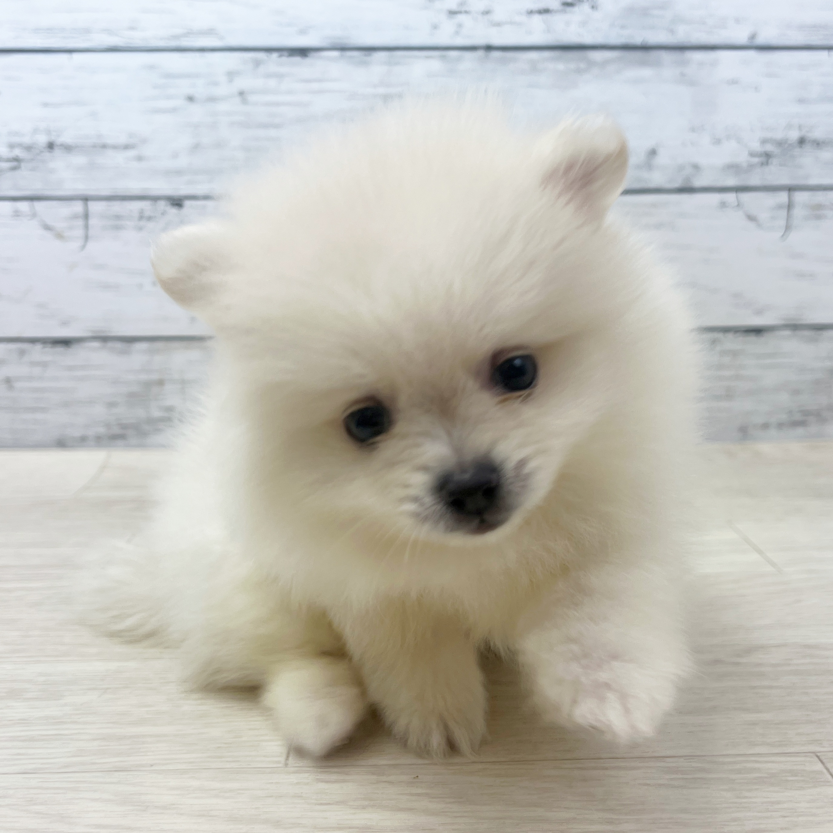 滋賀県のポメラニアン (犬の家＆猫の里長浜店/2025年7月16日生まれ/男の子/ホワイト)の子犬