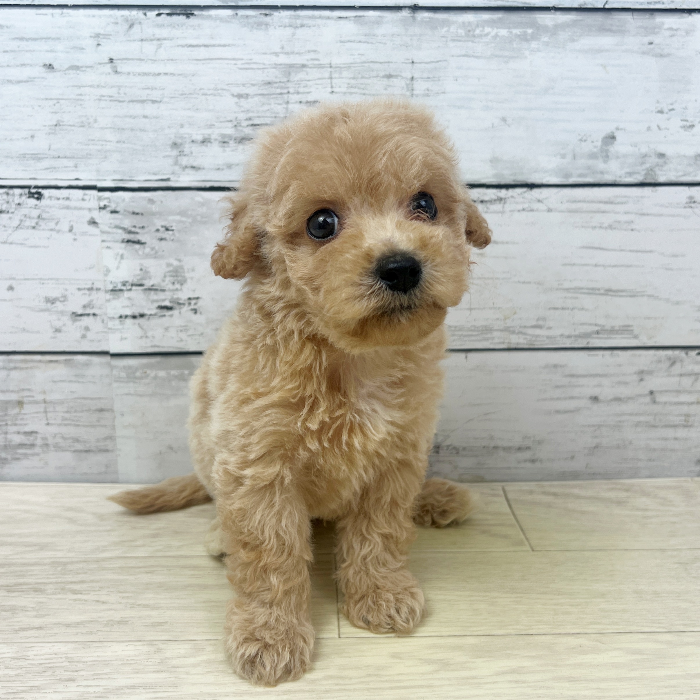 兵庫県のビションプー(ビションフリーゼ×プードル) (犬の家＆猫の里ニッケパークタウン加古川店/2025年7月17日生まれ/男の子/アプリコット)の子犬