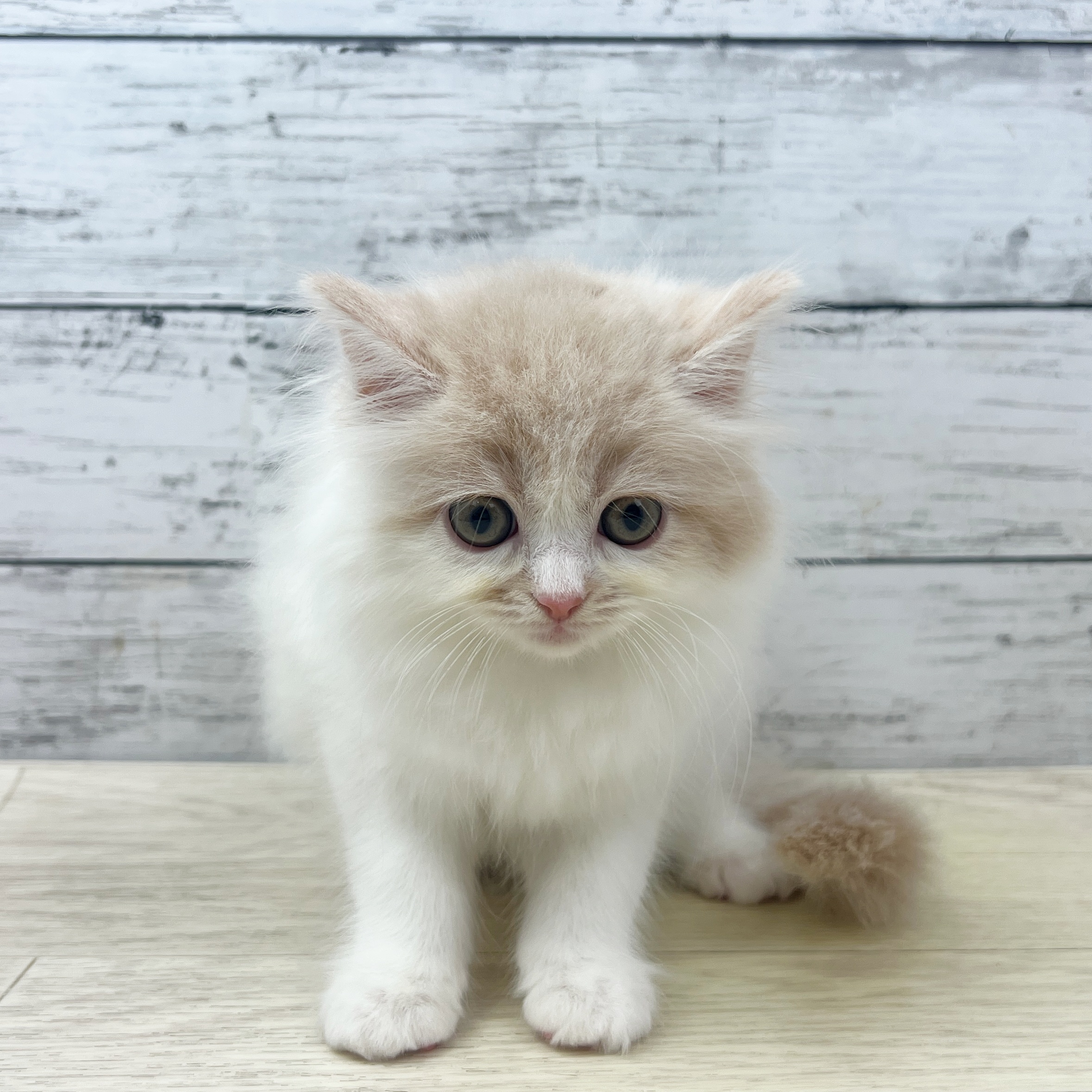 兵庫県のサイベリアン (犬の家＆猫の里ニッケパークタウン加古川店/2025年7月16日生まれ/女の子/クリームホワイト)の子猫