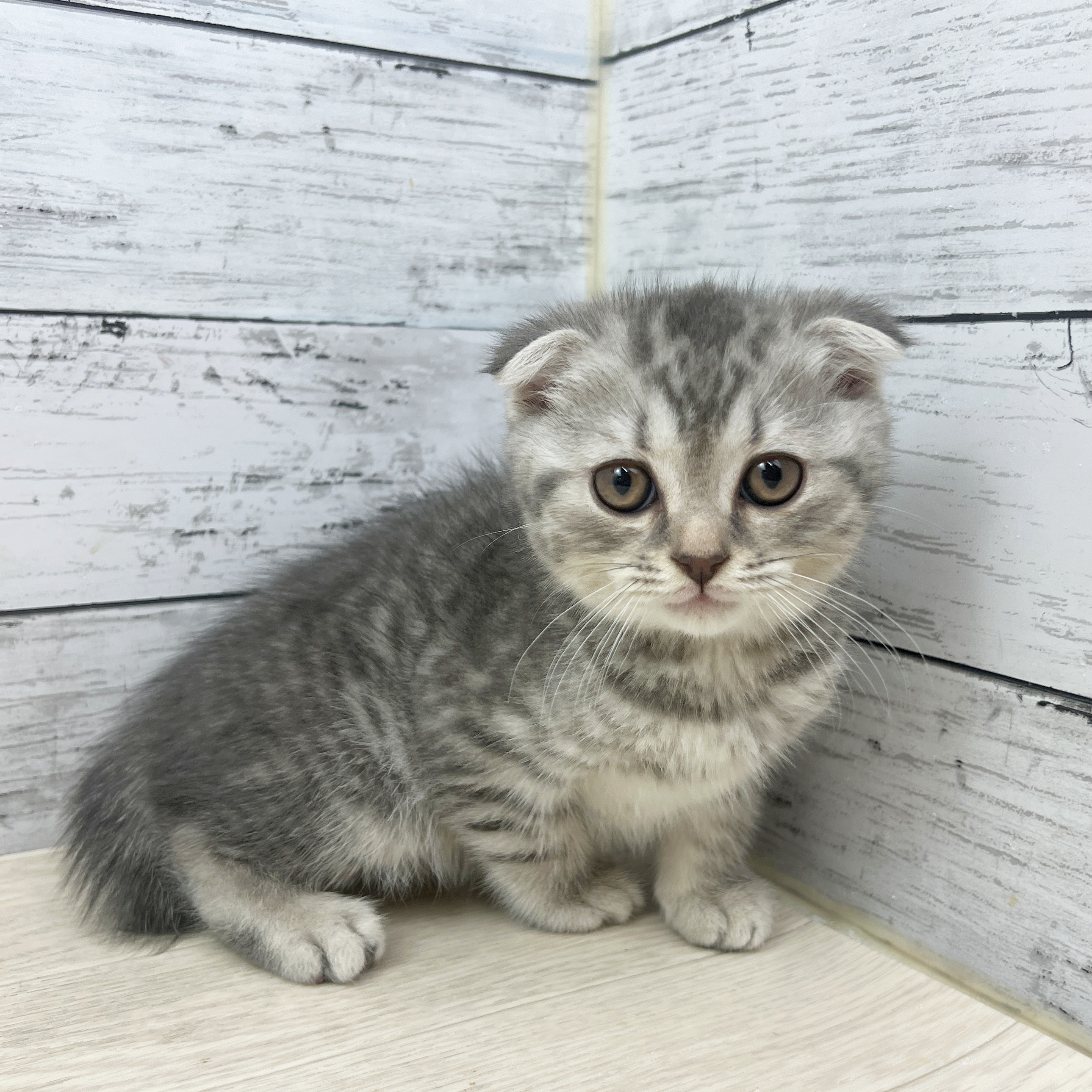 兵庫県のスコティッシュフォールド (犬の家＆猫の里ゆめタウン姫路店/2025年7月13日生まれ/男の子/シルバータビー)の子猫