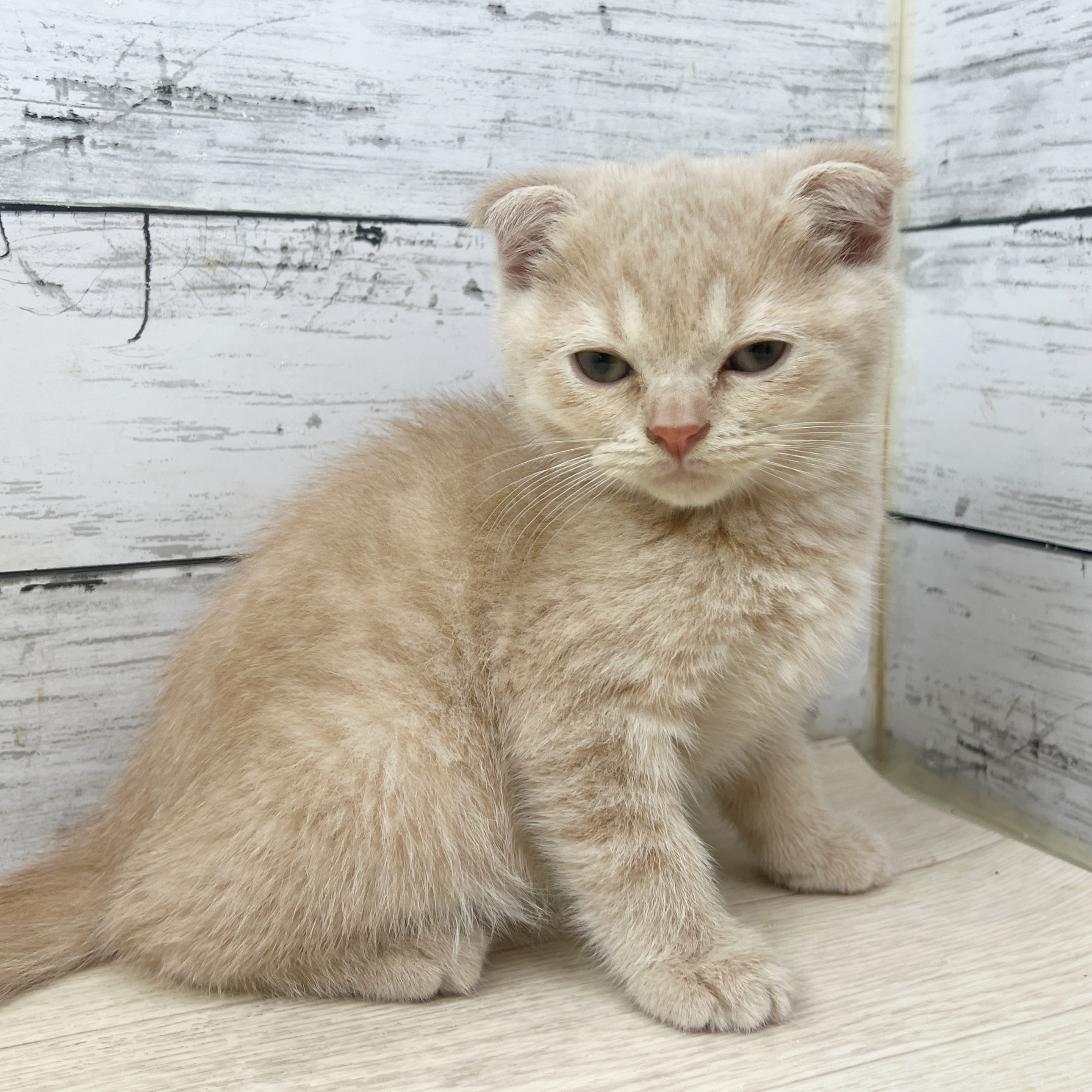 兵庫県のスコティッシュフォールド (犬の家＆猫の里尼崎店/2025年7月13日生まれ/男の子/クリームタビー)の子猫