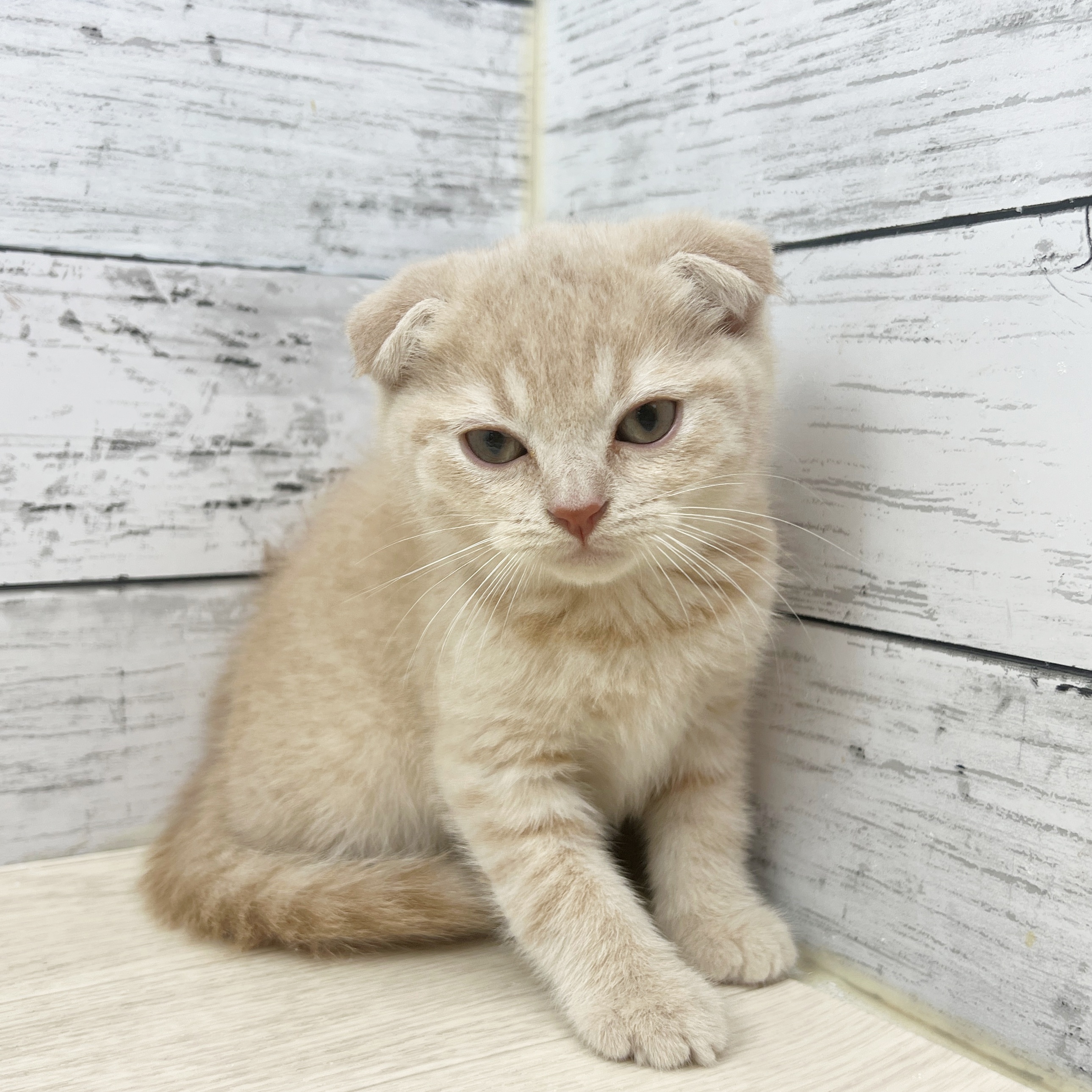 兵庫県のスコティッシュフォールド (犬の家＆猫の里神戸店/2025年7月13日生まれ/男の子/クリームタビー)の子猫