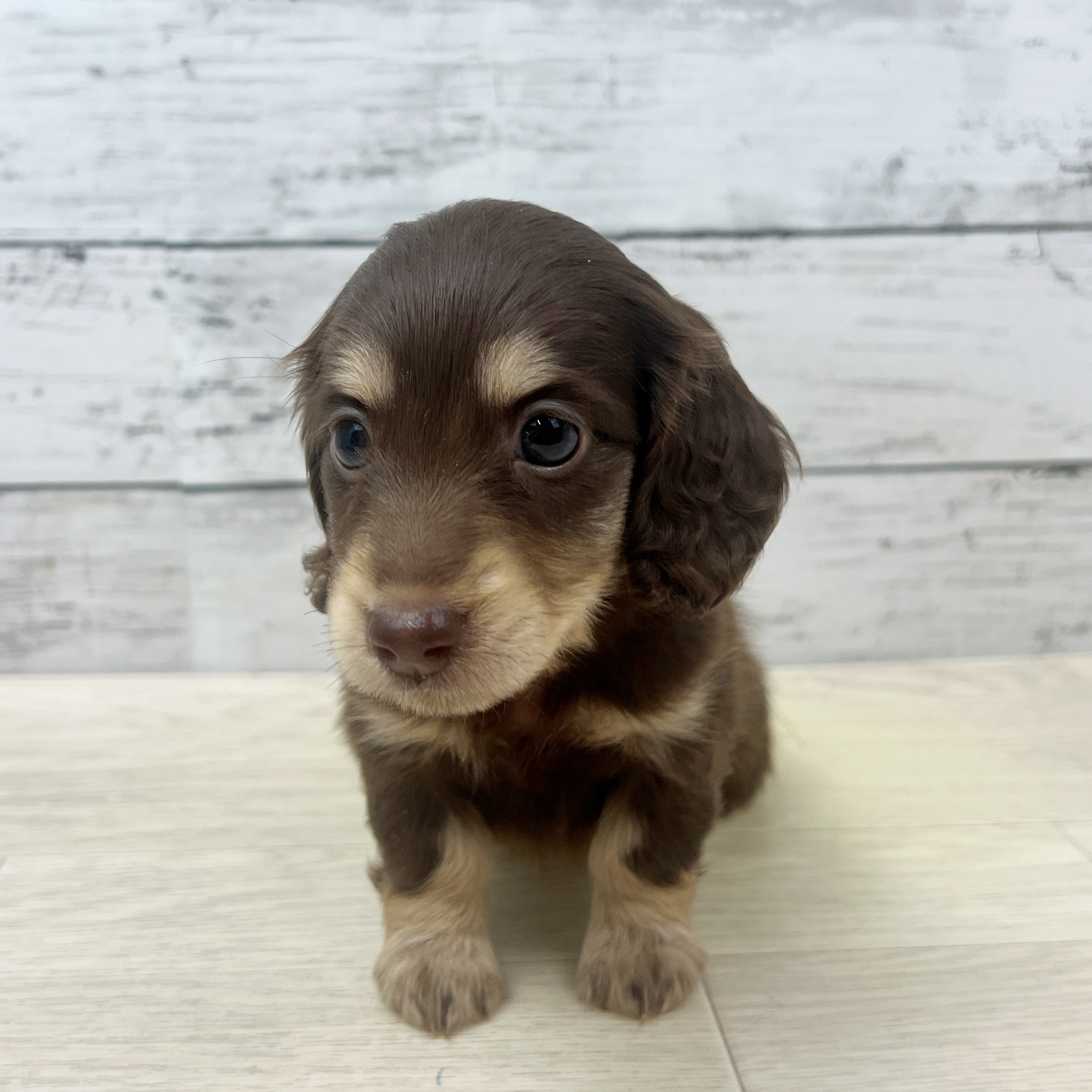 滋賀県のミニチュアダックスフンド(ロング) (犬の家＆猫の里近江八幡店/2025年7月9日生まれ/女の子/ブラウンタン)の子犬