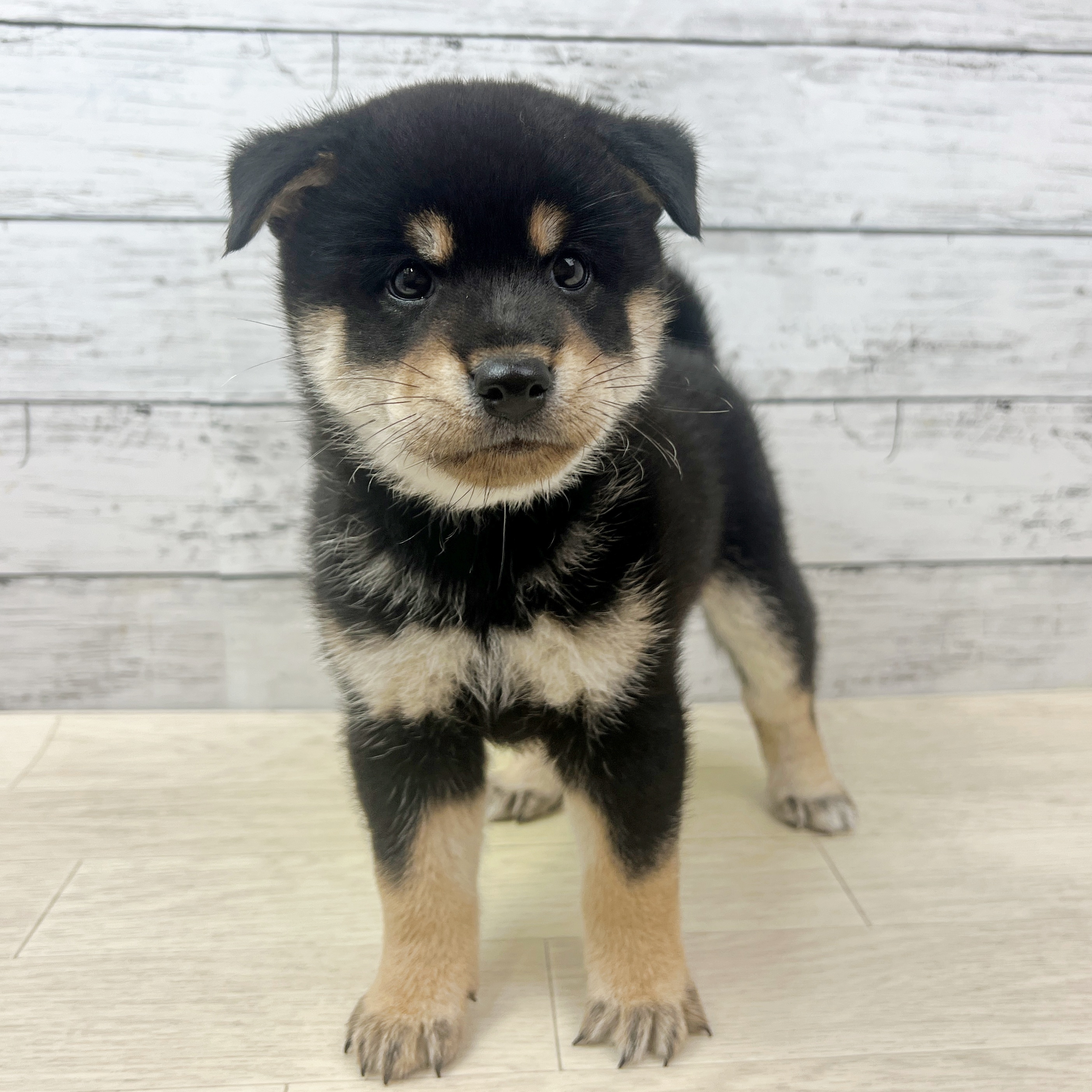 兵庫県の柴犬(標準サイズ) (犬の家＆猫の里カナート西神戸店/2025年7月14日生まれ/女の子/黒)の子犬