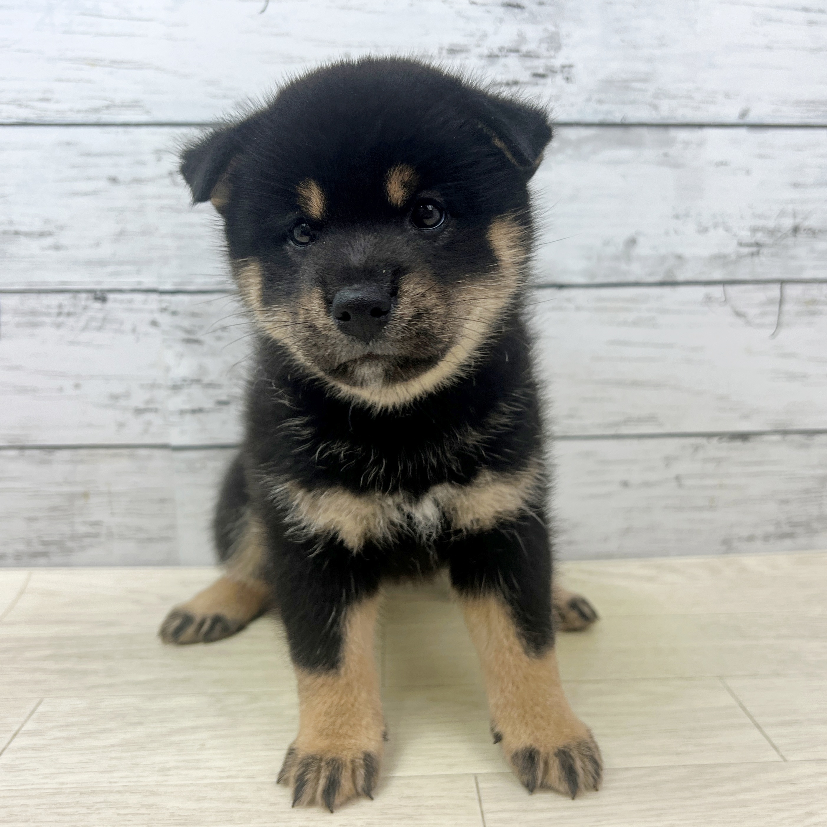 滋賀県の柴犬(標準サイズ) (犬の家＆猫の里近江八幡店/2025年7月14日生まれ/女の子/黒)の子犬