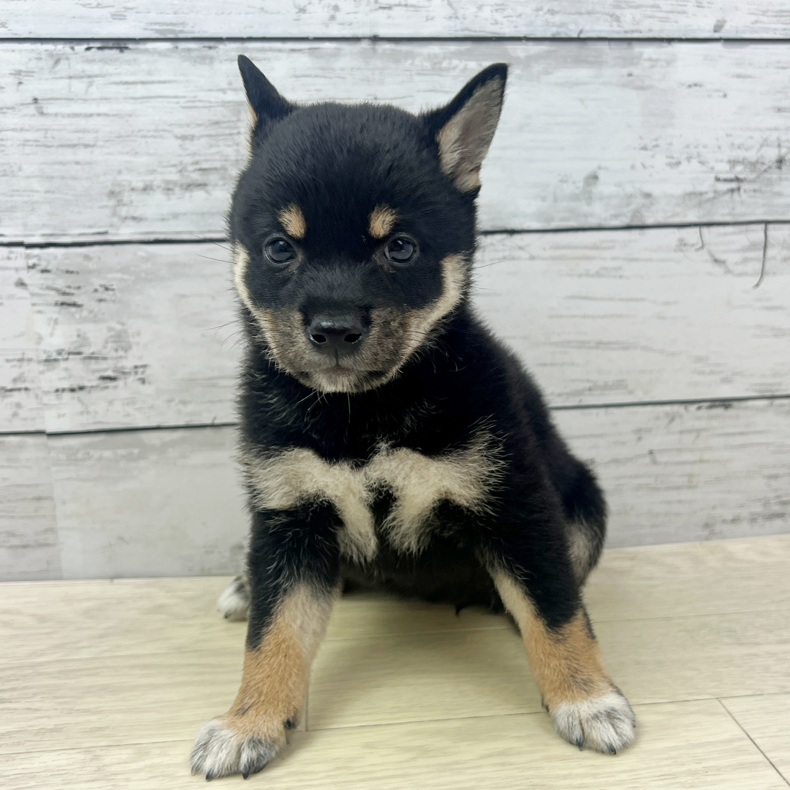 兵庫県の豆柴 (犬の家＆猫の里ゆめタウン姫路店/2025年7月15日生まれ/女の子/黒)の子犬