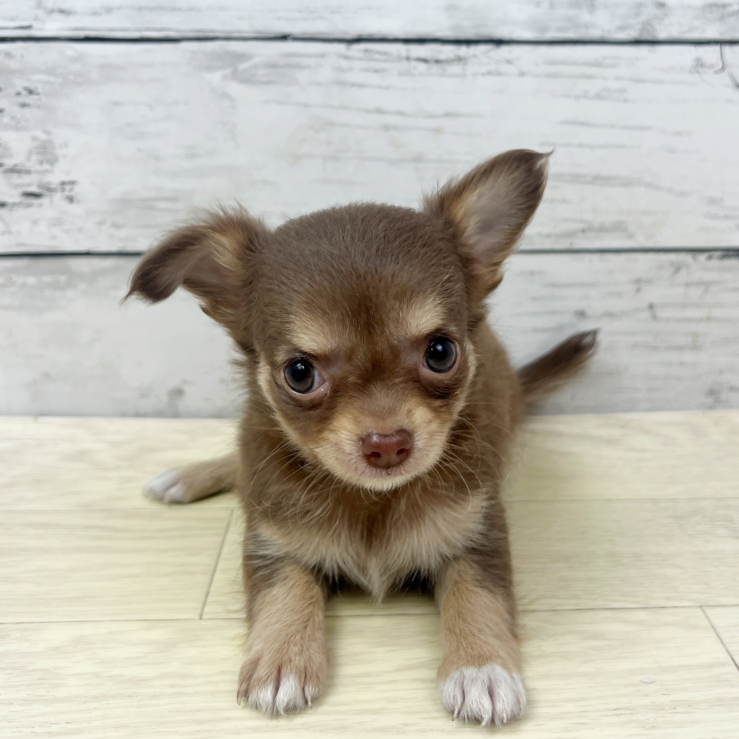 滋賀県のチワワ(ロング) (犬の家＆猫の里長浜店/2025年7月15日生まれ/女の子/チョコレートタン)の子犬